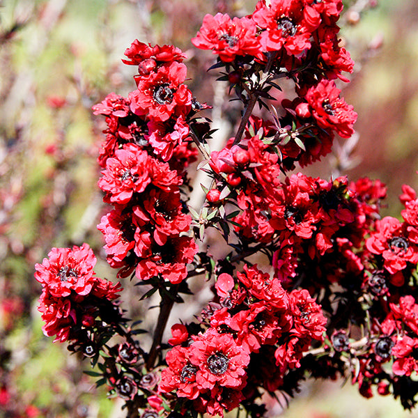 Red New Zealand Tea Tree | C&J Gardening Center