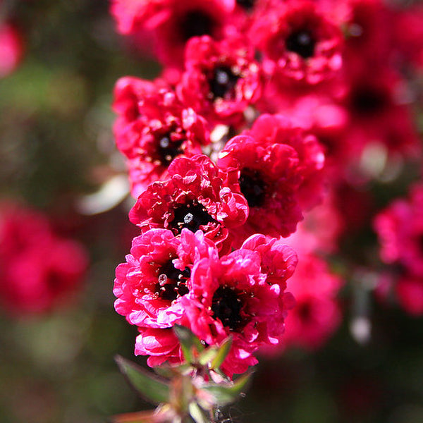 Red New Zealand Tea Tree | C&J Gardening Center