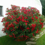 Red Shade Oleander - C&J Gardening Center