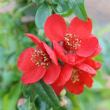 Red Quince - C&J Gardening Center