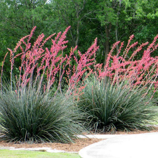 Red Yucca Design Red Yucca Plants