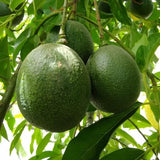 Reed Avocado - C&J Gardening Center