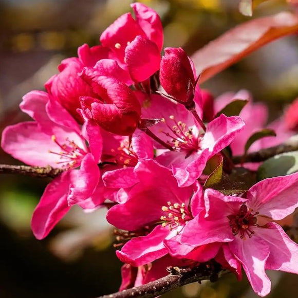 Robinson Flowering Crabapple