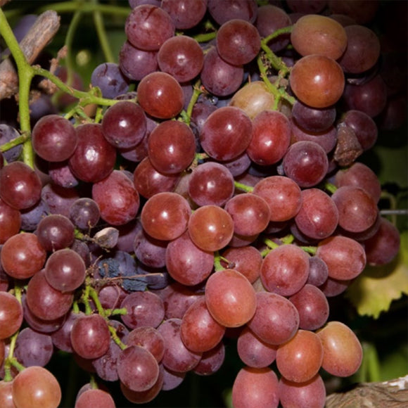 Ruby Seedless Grape, Vitis vinifera 'Ruby Seedless', Monrovia Plant