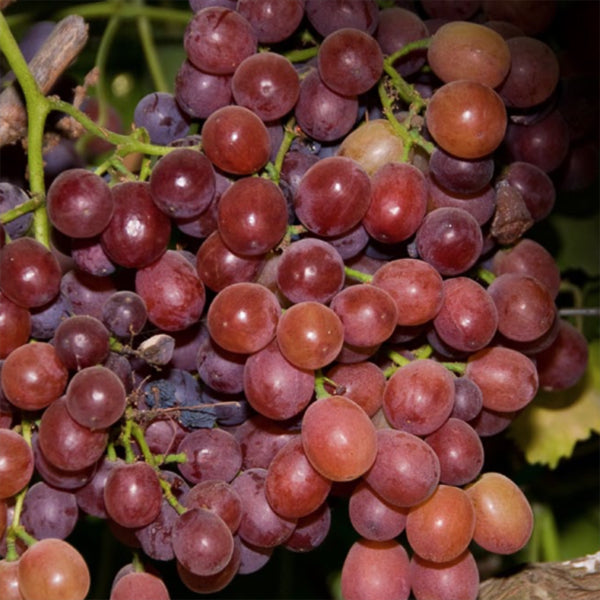 Ruby Grape Flame Seedless Grape | C&J Gardening Center
