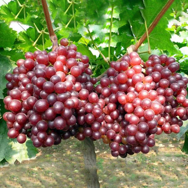 Red Flame Seedless Grape Vine