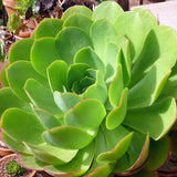 Saucer Plant