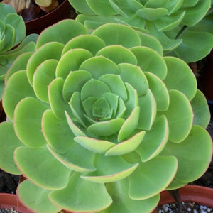 Saucer Plant