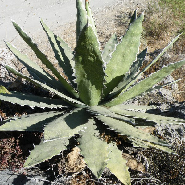Saw Leaf Agave Desert