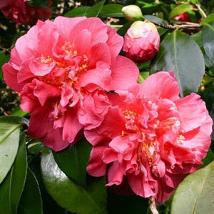 Scentsation Camellia
