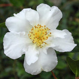 White Shade Setsugekka Camellia