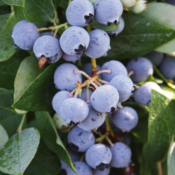 On Sale - Fruiting Plants | C&J Gardening Center