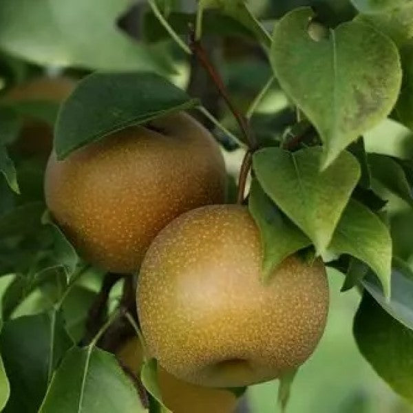Shinko Asian Pear | C&J Gardening Center