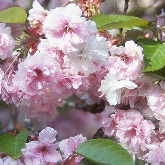 Shirofugen Flowering Cherry
