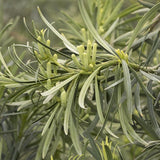 Yew Pine - Podocarpus macrophyllus