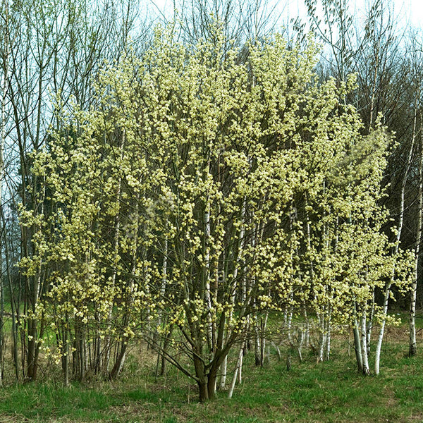 アウガルテン　Willow s-l1200.jpg