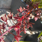 Small Flowered Red Boat Orchid - C&J Gardening Center