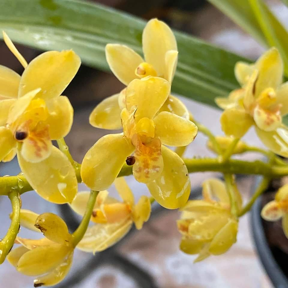 Small Flowered Yellow Boat Orchid - C&J Gardening Center