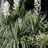 Soft Leaf Yucca