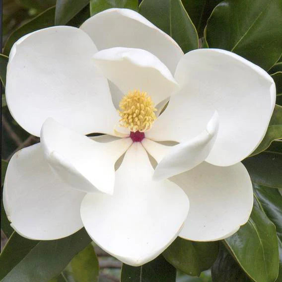 Majestic Beauty Southern Magnolia