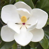 Southern Magnolia
