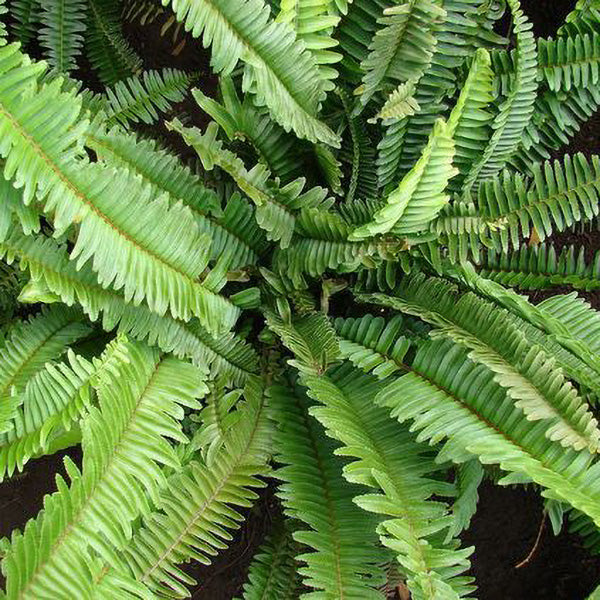 Sword Fern | C&J Gardening Center
