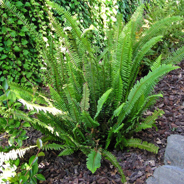 Sword Fern Hedge Shrub