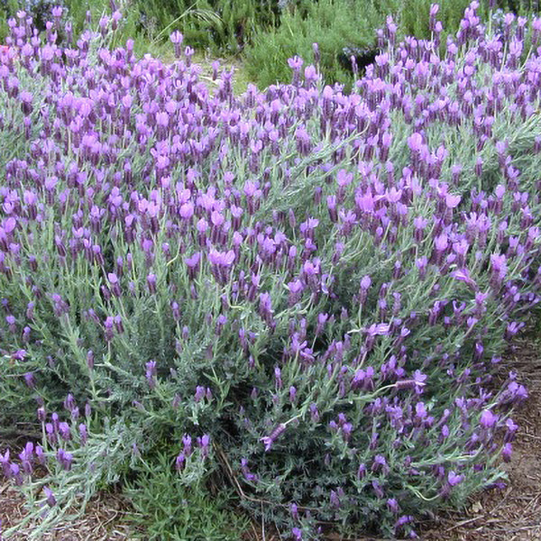mexican lavender plant Spanish Lavender Flower Shrub