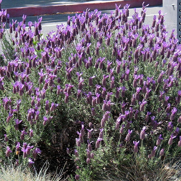 spanish french lavender plant Spanish Lavender Flower Shrub