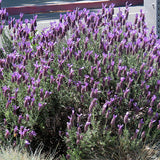 Spanish Lavender - C&J Gardening Center