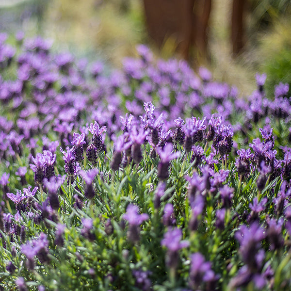 planting spanish lavender Spanish Lavender Flower Shrub