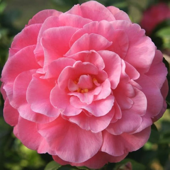 Pink Shade Spellbound Camellia