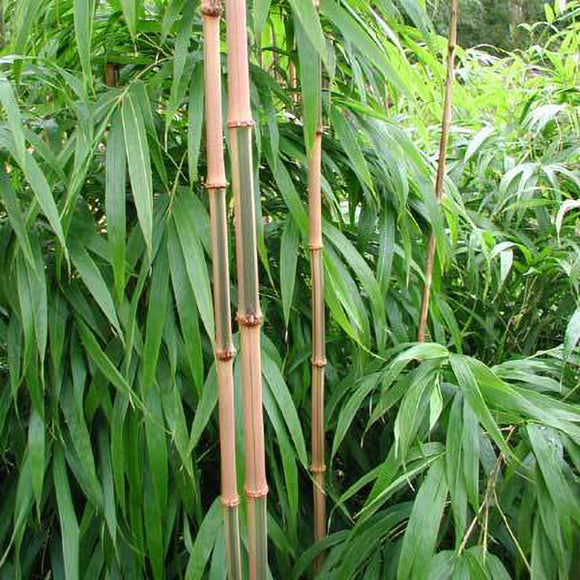 Square Bamboo - C&J Gardening Center