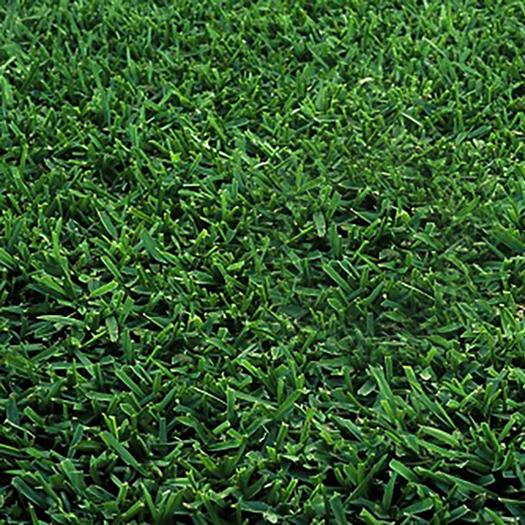 st augustine grass seed lowe's St. Augustine