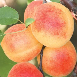 Sugar Pearl Apricot
