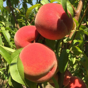 Sweet September Peach