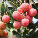 Sweetheart Lychee