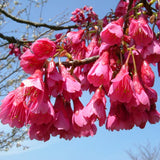 Taiwan Flowering Cherry