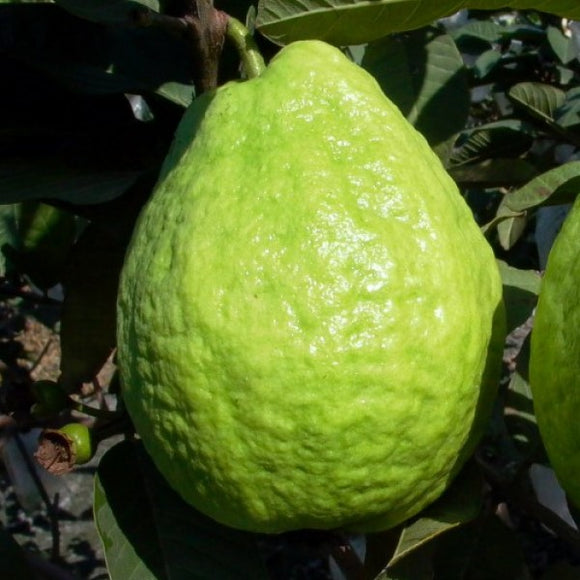 Taiwan White Pearl Guava