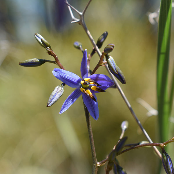 blue flax lily flower Tasred Flax Lily Desert