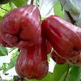 Thai Jumbo Wax Apple - C&J Gardening Center