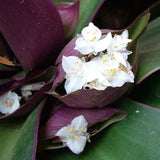 Moses in the Cradle - C&J Gardening Center