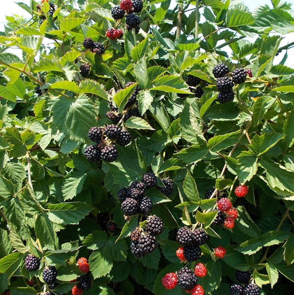 Blackberry | C&J Gardening Center