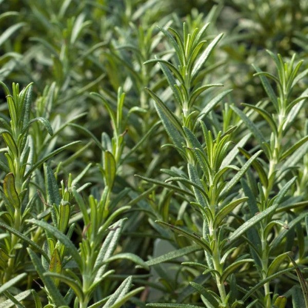 Tuscan Blue Upright Rosemary | C&J Gardening Center