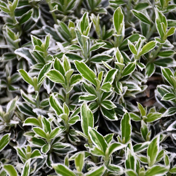 Variegated Boxleaf Japanese Euonymus | C&J Gardening Center