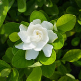 Veitchii Everblooming Gardenia