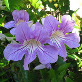Violet Trumpet Vine - C&J Gardening Center