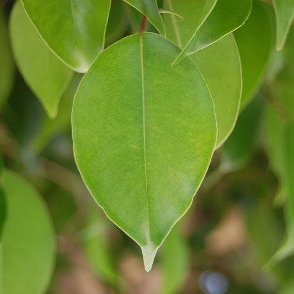 Ficus Benjamina Weeping Fig