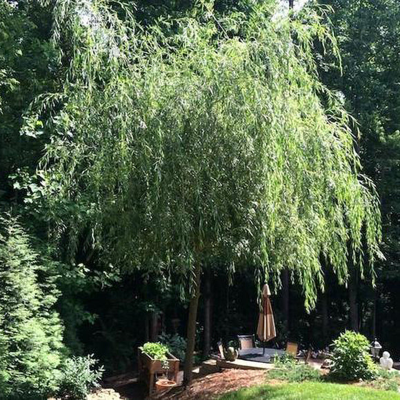 Buy Black Willow Tree (Salix babylonica), FREE SHIPPING, Wilson Bros  Gardens