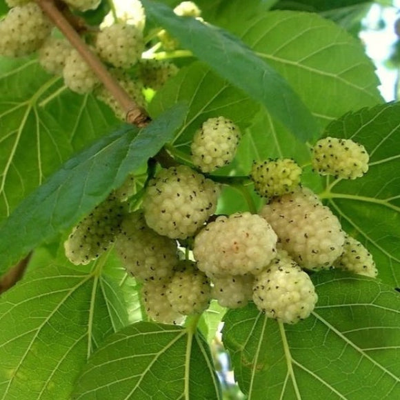 fertilizer for mulberry plants White Fruiting Mulberry Exotic Fruit Tree - 25 Gallon ( 6